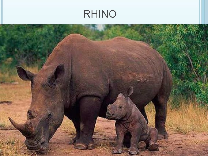 RHINO 