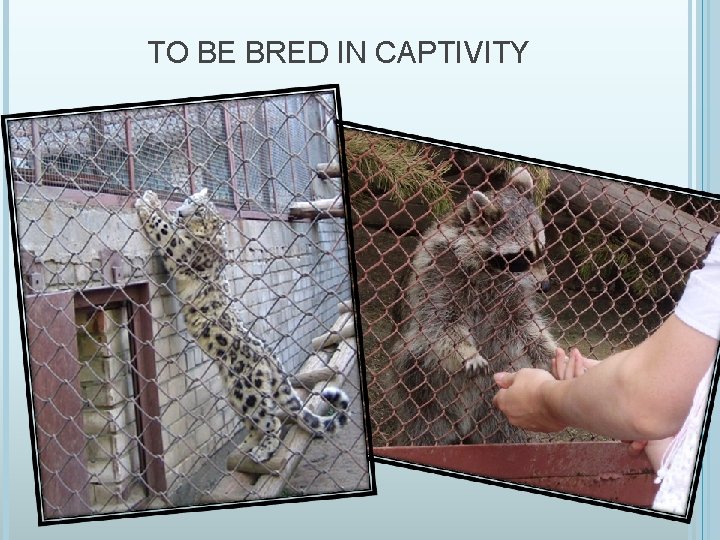 TO BE BRED IN CAPTIVITY 