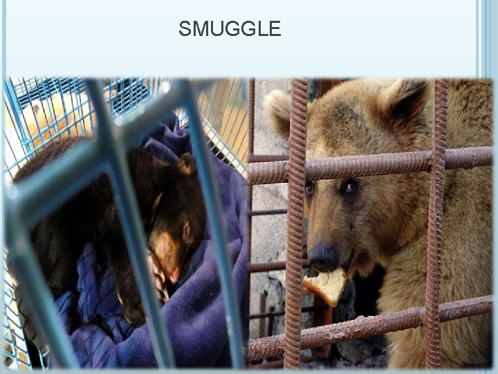 SMUGGLE 