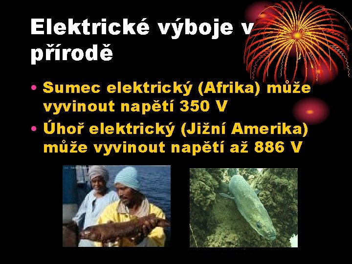 Elektrické výboje v přírodě • Sumec elektrický (Afrika) může vyvinout napětí 350 V •