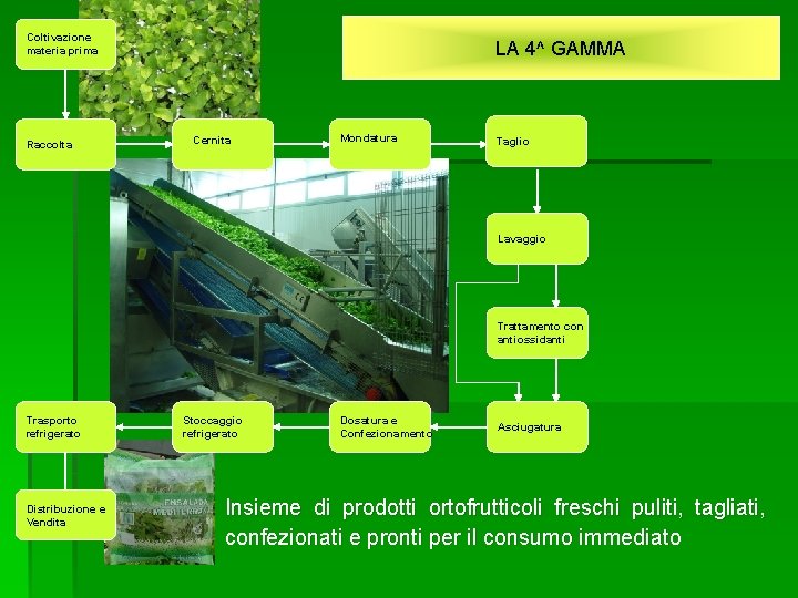 Coltivazione materia prima Raccolta LA 4^ GAMMA Cernita Mondatura Taglio Lavaggio Trattamento con antiossidanti