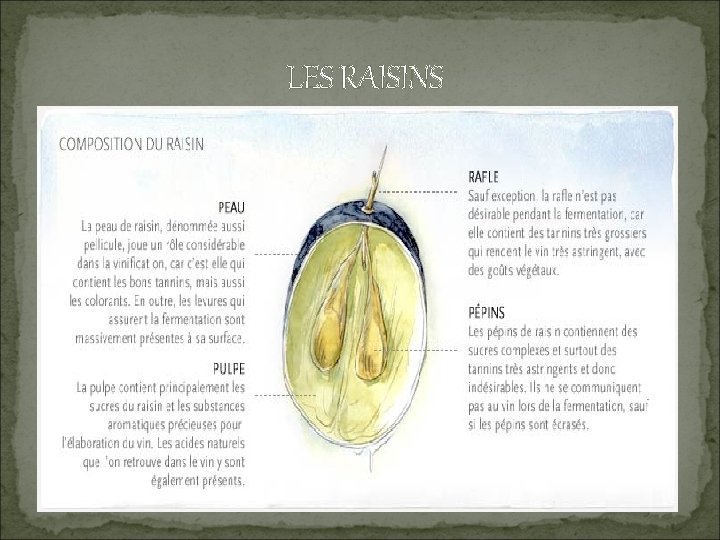  LES RAISINS 