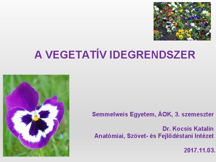 A VEGETATÍV IDEGRENDSZER Semmelweis Egyetem, ÁOK, 3. szemeszter Dr. Kocsis Katalin Anatómiai, Szövet- és