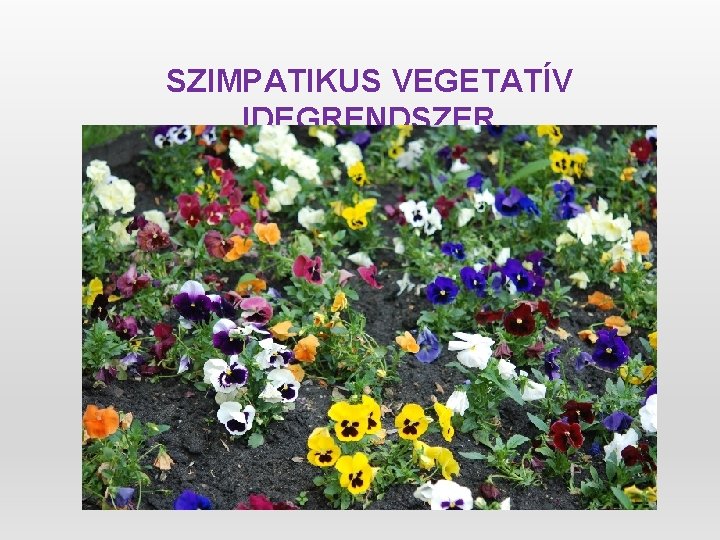 SZIMPATIKUS VEGETATÍV IDEGRENDSZER 