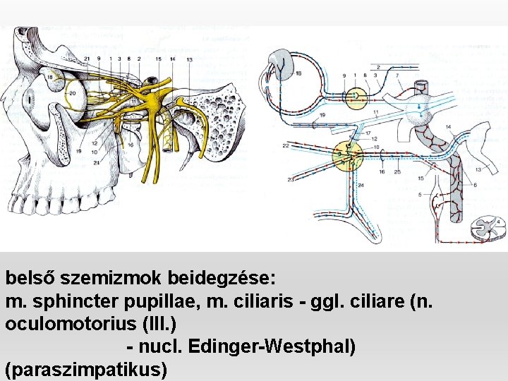 belső szemizmok beidegzése: m. sphincter pupillae, m. ciliaris - ggl. ciliare (n. oculomotorius (III.