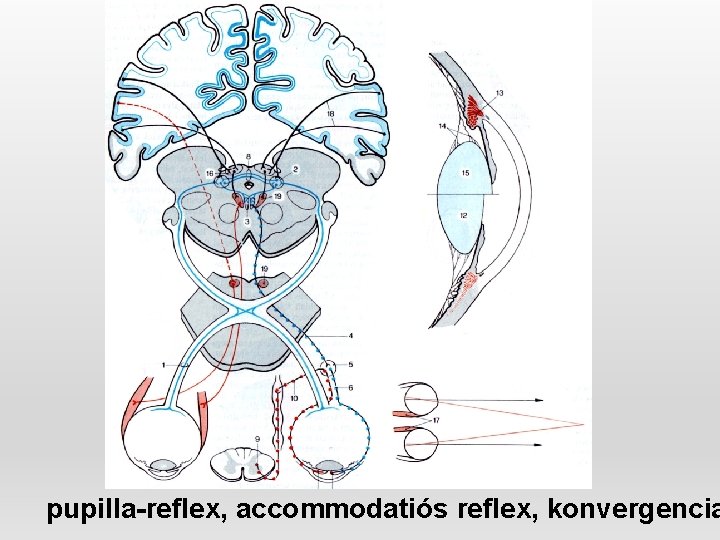 pupilla-reflex, accommodatiós reflex, konvergencia 