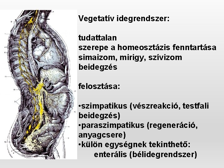 Vegetatív idegrendszer: tudattalan szerepe a homeosztázis fenntartása simaizom, mirigy, szívizom beidegzés felosztása: • szimpatikus