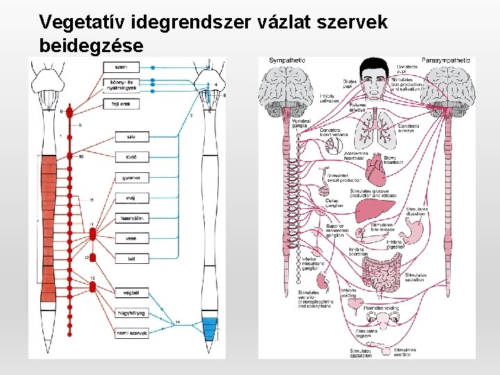 Vegetatív idegrendszer vázlat szervek beidegzése 