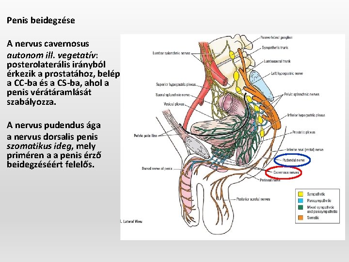 Penis beidegzése A nervus cavernosus autonom ill. vegetatív: posterolaterális irányból érkezik a prostatához, belép