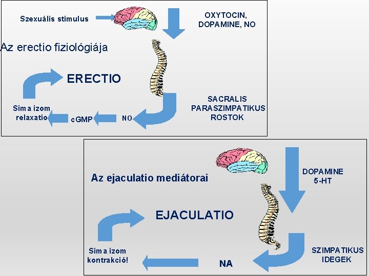 OXYTOCIN, DOPAMINE, NO Szexuális stimulus Az erectio fiziológiája ERECTIO Sima izom relaxatio c. GMP