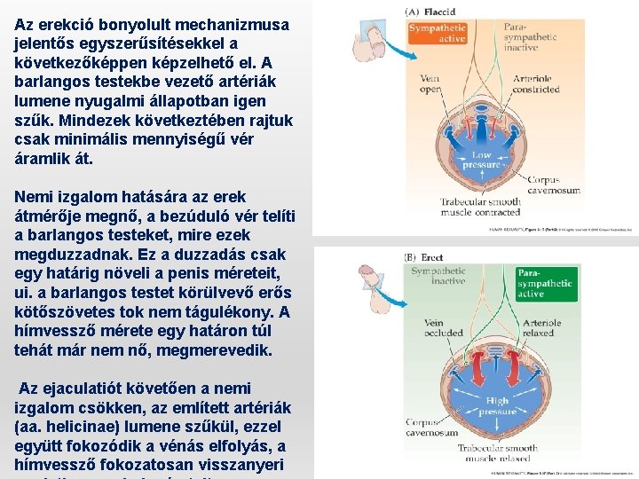 Az erekció bonyolult mechanizmusa jelentős egyszerűsítésekkel a következőképpen képzelhető el. A barlangos testekbe vezető