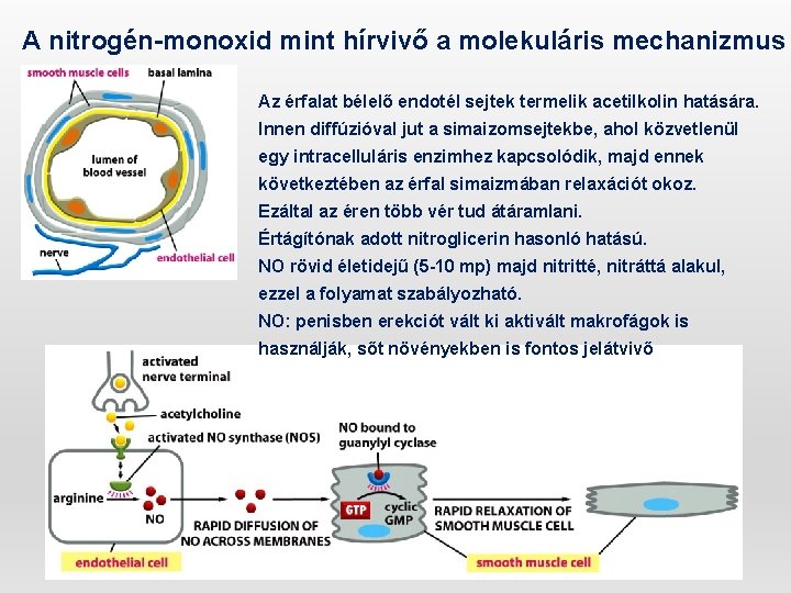 A nitrogén-monoxid mint hírvivő a molekuláris mechanizmus Az érfalat bélelő endotél sejtek termelik acetilkolin