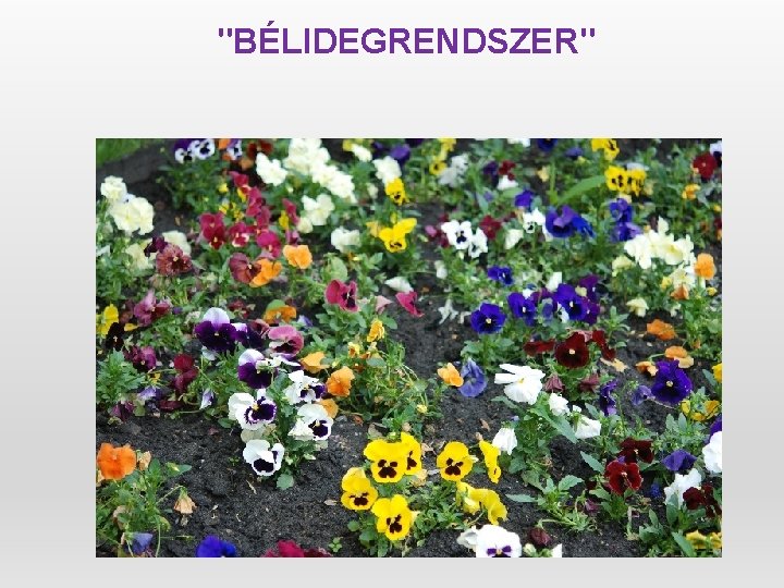 "BÉLIDEGRENDSZER" 