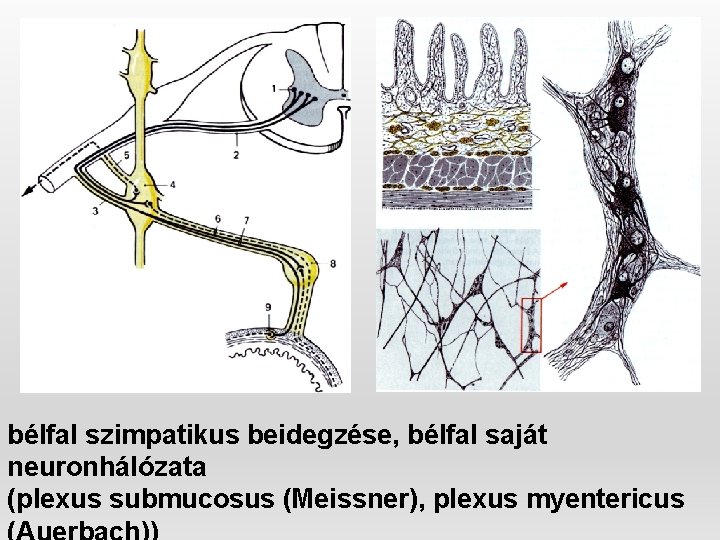 bélfal szimpatikus beidegzése, bélfal saját neuronhálózata (plexus submucosus (Meissner), plexus myentericus 