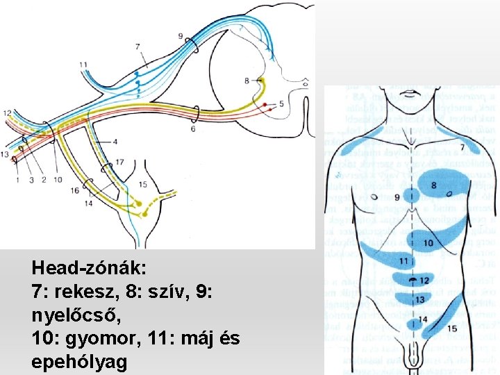 Head-zónák: 7: rekesz, 8: szív, 9: nyelőcső, 10: gyomor, 11: máj és epehólyag 