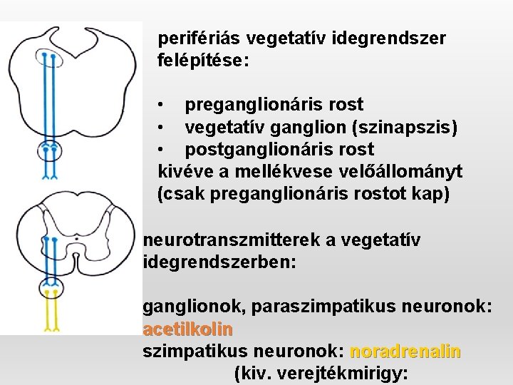 perifériás vegetatív idegrendszer felépítése: • preganglionáris rost • vegetatív ganglion (szinapszis) • postganglionáris rost