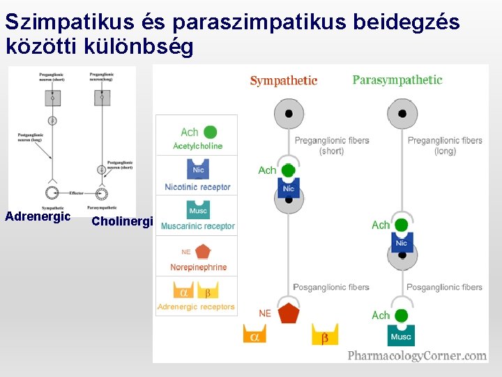 Szimpatikus és paraszimpatikus beidegzés közötti különbség Adrenergic Cholinergic 