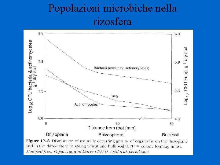 Popolazioni microbiche nella rizosfera 