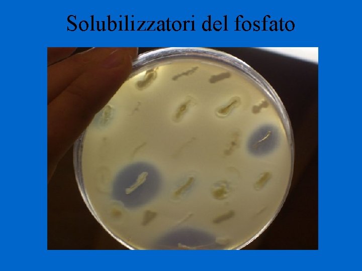 Solubilizzatori del fosfato 