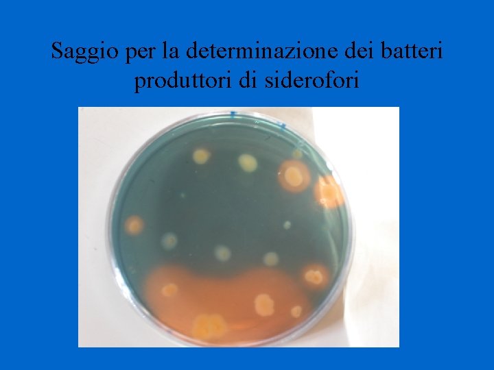 Saggio per la determinazione dei batteri produttori di siderofori 