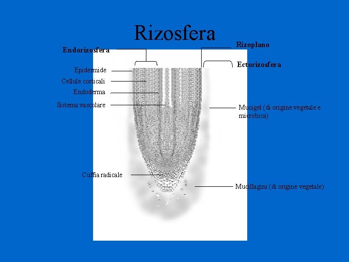 Rizosfera Endorizosfera Epidermide Rizoplano Ectorizosfera Cellule corticali Endoderma Sistema vascolare Mucigel (di origine vegetale