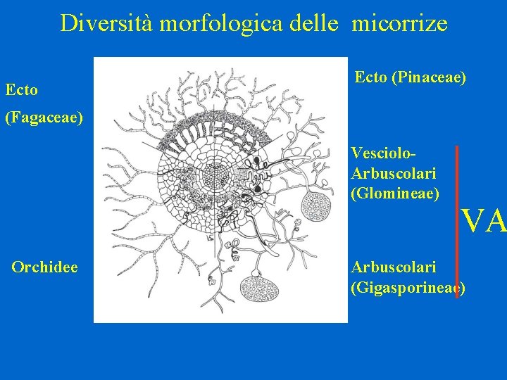 Diversità morfologica delle micorrize Ecto (Pinaceae) (Fagaceae) Vesciolo. Arbuscolari (Glomineae) Orchidee VA Arbuscolari (Gigasporineae)