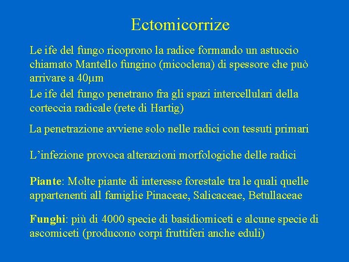 Ectomicorrize Le ife del fungo ricoprono la radice formando un astuccio chiamato Mantello fungino