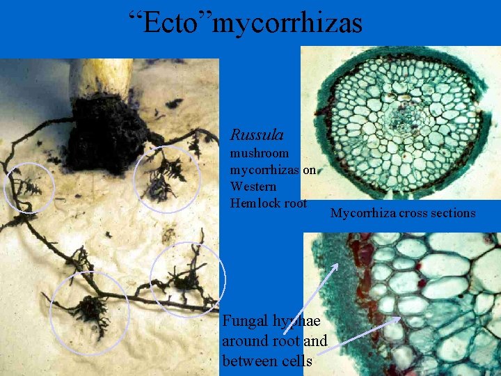 “Ecto”mycorrhizas Russula mushroom mycorrhizas on Western Hemlock root Fungal hyphae around root and between