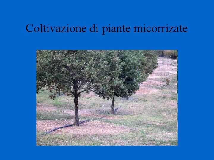Coltivazione di piante micorrizate 