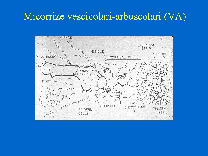 Micorrize vescicolari-arbuscolari (VA) 