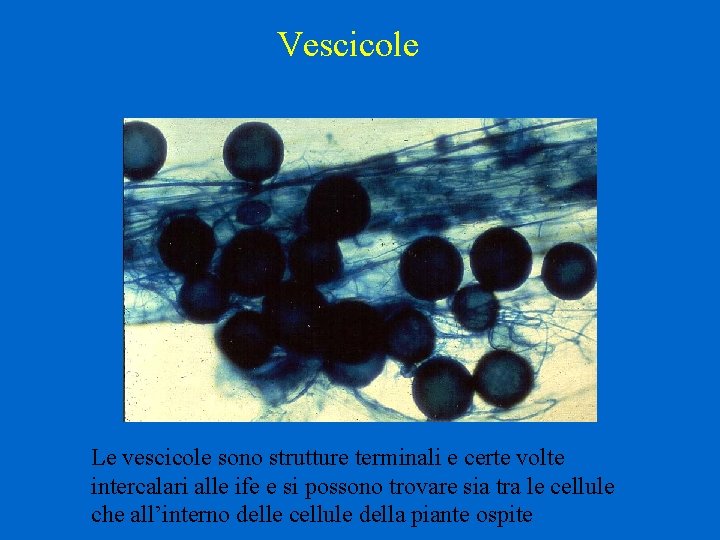 Vescicole Le vescicole sono strutture terminali e certe volte intercalari alle ife e si