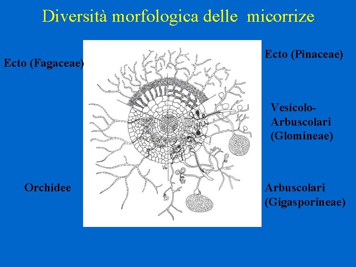 Diversità morfologica delle micorrize Ecto (Fagaceae) Ecto (Pinaceae) Vesicolo. Arbuscolari (Glomineae) Orchidee Arbuscolari (Gigasporineae)