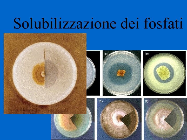 Solubilizzazione dei fosfati 