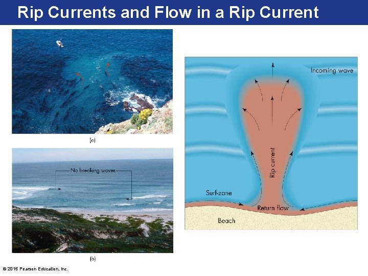 Rip Currents and Flow in a Rip Current © 2015 Pearson Education, Inc. 