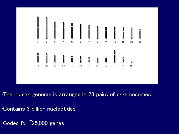 • The human genome is arranged in 23 pairs of chromosomes • Contains • The human genome is arranged in 23 pairs of chromosomes • Contains