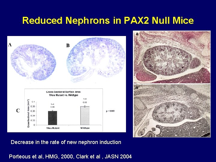 Reduced Nephrons in PAX 2 Null Mice Decrease in the rate of new nephron Reduced Nephrons in PAX 2 Null Mice Decrease in the rate of new nephron