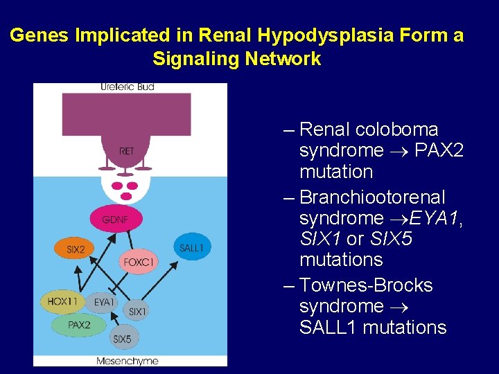 Genes Implicated in Renal Hypodysplasia Form a Signaling Network – Renal coloboma syndrome PAX Genes Implicated in Renal Hypodysplasia Form a Signaling Network – Renal coloboma syndrome PAX