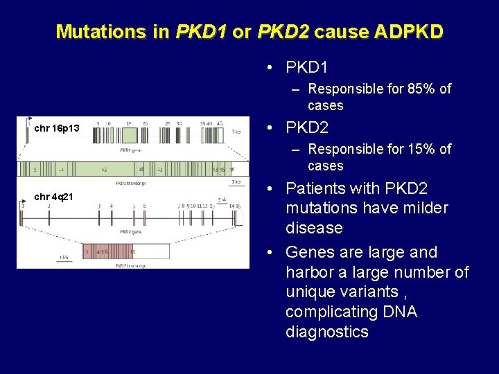 Mutations in PKD 1 or PKD 2 cause ADPKD • PKD 1 – Responsible Mutations in PKD 1 or PKD 2 cause ADPKD • PKD 1 – Responsible