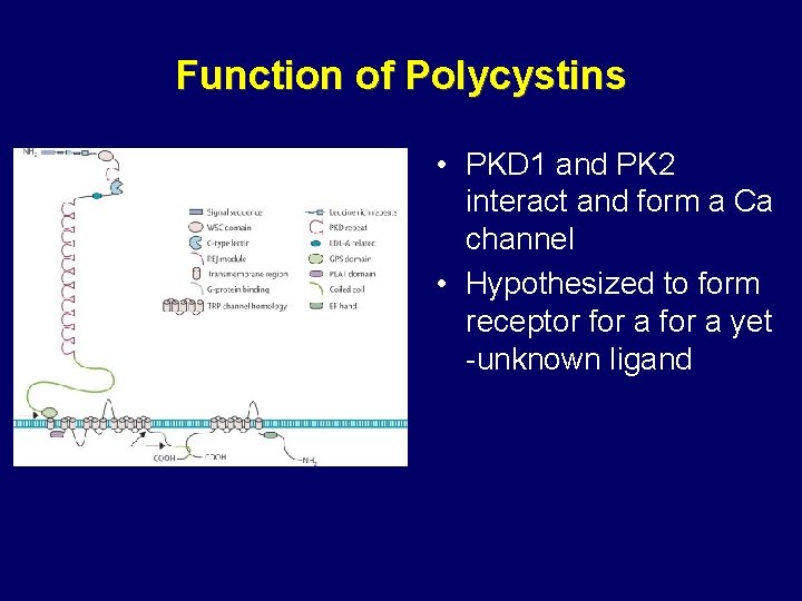 Function of Polycystins • PKD 1 and PK 2 interact and form a Ca Function of Polycystins • PKD 1 and PK 2 interact and form a Ca