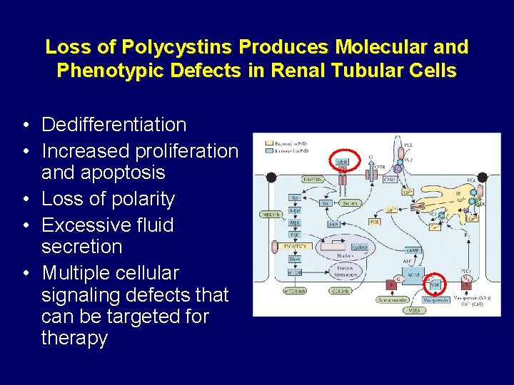 Loss of Polycystins Produces Molecular and Phenotypic Defects in Renal Tubular Cells • Dedifferentiation Loss of Polycystins Produces Molecular and Phenotypic Defects in Renal Tubular Cells • Dedifferentiation