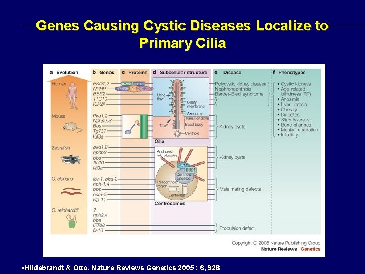 Genes Causing Cystic Diseases Localize to Primary Cilia • Hildebrandt & Otto. Nature Reviews Genes Causing Cystic Diseases Localize to Primary Cilia • Hildebrandt & Otto. Nature Reviews