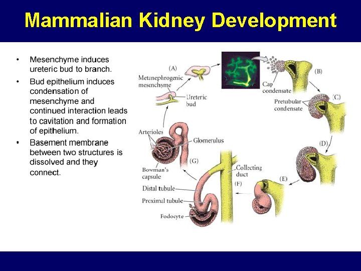 Mammalian Kidney Development Mammalian Kidney Development