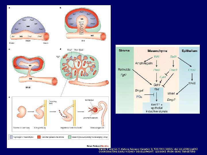 Vainio S and Lin Y. Nature Reviews Genetics 3; 533 -543 (2002); doi: 10. Vainio S and Lin Y. Nature Reviews Genetics 3; 533 -543 (2002); doi: 10.
