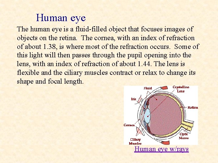 Human eye The human eye is a fluid-filled object that focuses images of objects