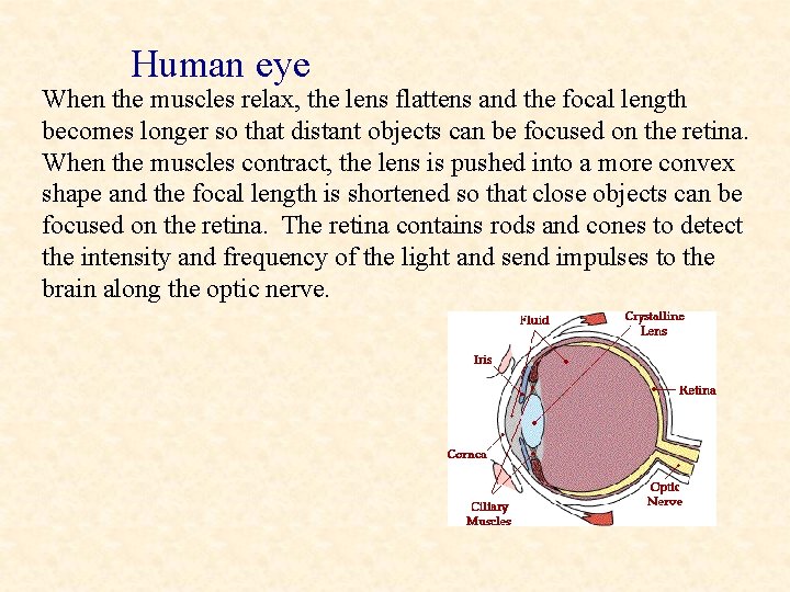 Human eye When the muscles relax, the lens flattens and the focal length becomes