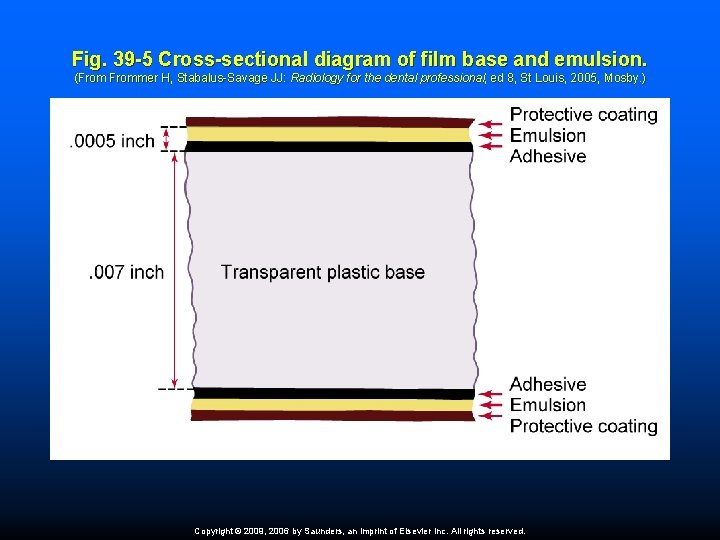 Fig. 39 -5 Cross-sectional diagram of film base and emulsion. (Frommer H, Stabalus-Savage JJ: