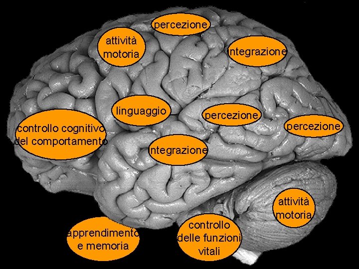 percezione attività motoria integrazione Vista laterale di cervello umano linguaggio percezione controllo cognitivo del