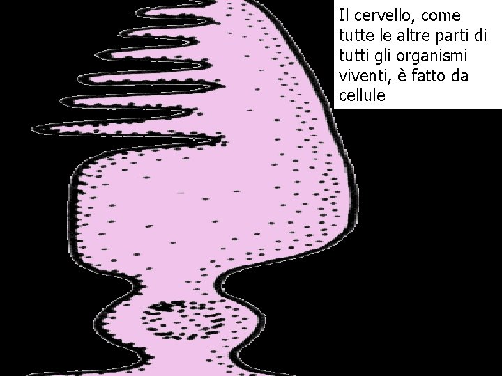 Il cervello, come tutte le altre parti di tutti gli organismi viventi, è fatto