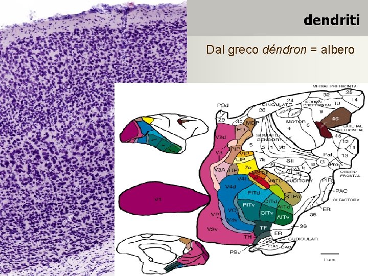 dendriti Dal greco déndron = albero 