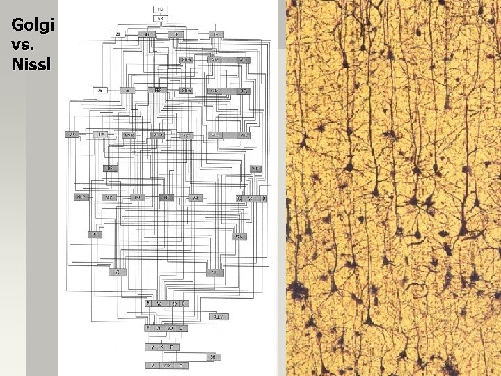 Golgi vs. Nissl 